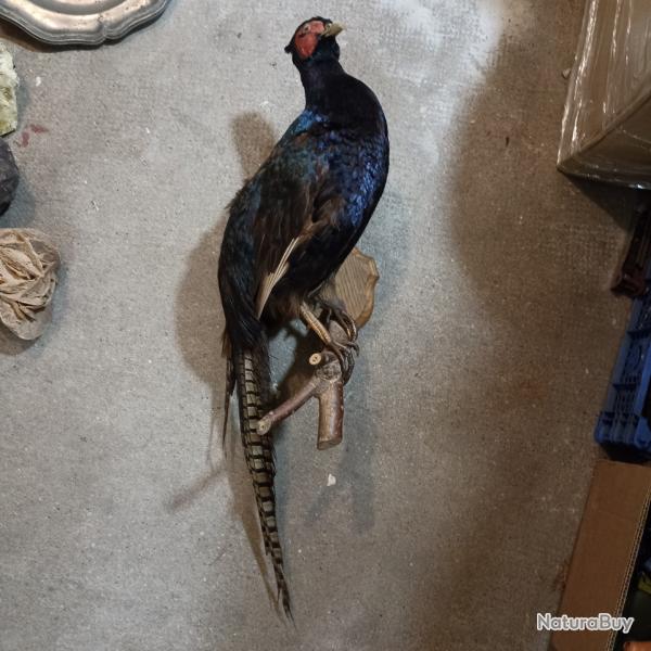 FAISAN NOIR OBSCUR NATURALISE TAXIDERMIE