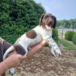 vends 2 chiots males petit epagneul de munster