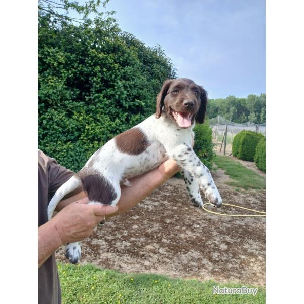 vends 2 chiots males petit epagneul de munster