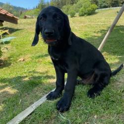 Chiot basset des alpes/drahthaar