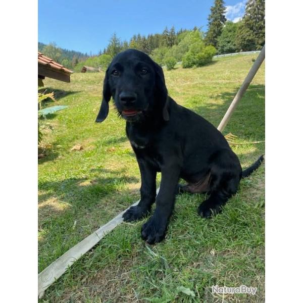 Chiot basset des alpes/drahthaar