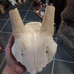 Massacre d' Oryx ; Oryx gazella #2