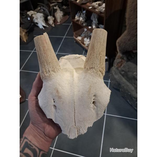 Massacre d' Oryx ; Oryx gazella #2