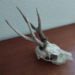 BEAU TROPHEE DE CHEVREUIL BROCARD 4 CORS 19CM TAXIDERMIE CHASSE