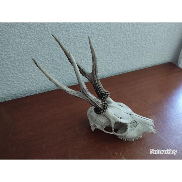 BEAU TROPHEE DE CHEVREUIL BROCARD 4 CORS 19CM TAXIDERMIE CHASSE