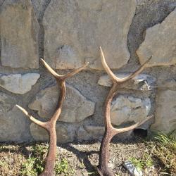 Bois de cerf 8 cors