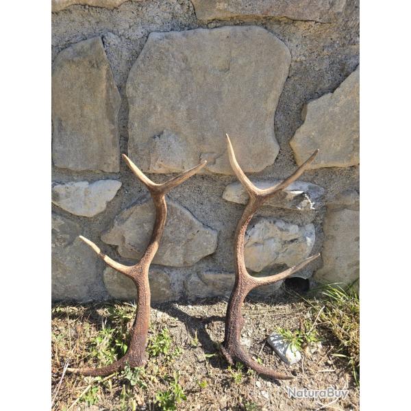 Bois de cerf 8 cors