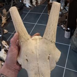 Massacre d' Oryx ; Oryx gazella #3