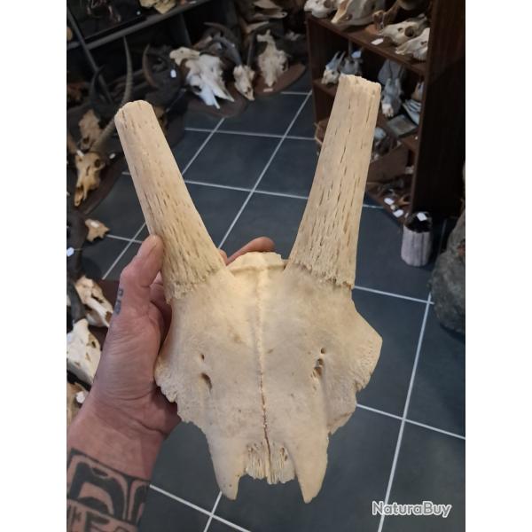 Massacre d' Oryx ; Oryx gazella #3