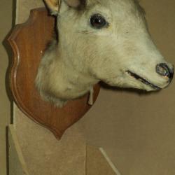 Rare taxidermie CHEVRE DES MONTAGNES
