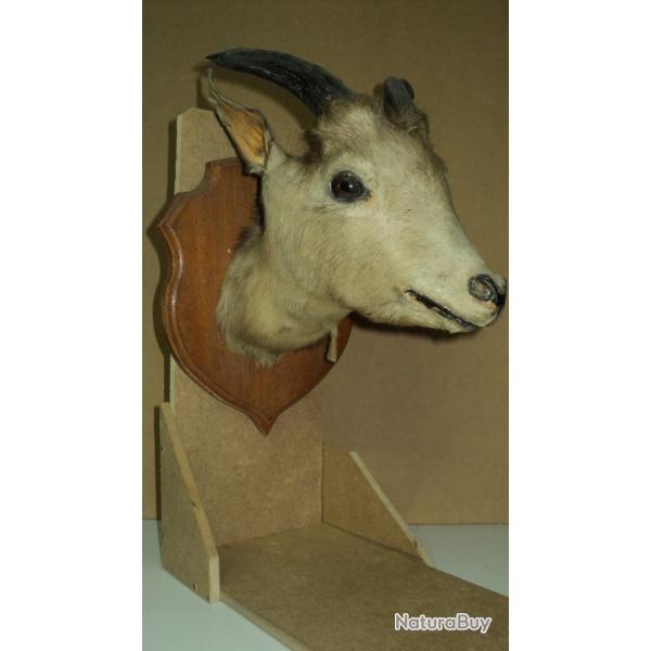 Rare taxidermie CHEVRE DES MONTAGNES