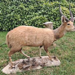 Taxidermie de Guib harnach&eacute;; Bushbuck ; Tragelaphus scriptus