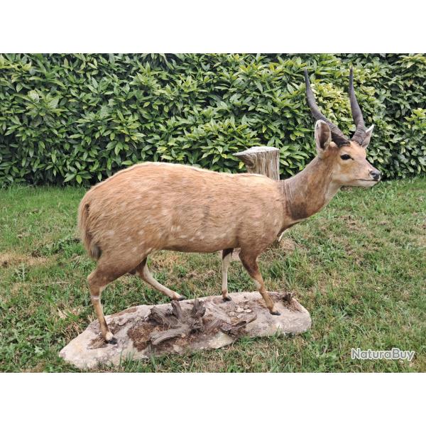 Taxidermie de Guib harnach�; Bushbuck ; Tragelaphus scriptus
