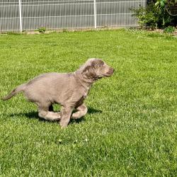 Chiots braque de weimar poils longsPuces vaccin&eacute;s vermifugesN&eacute;s le 29 mars 2026 Reste 4 m&acirc;les