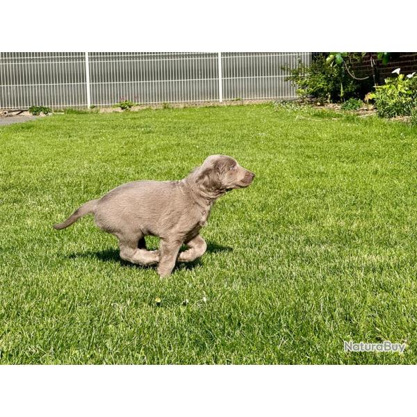 Chiots braque de weimar poils longsPuces vaccin�s vermifugesN�s le 29 mars 2026 Reste 4 m�les