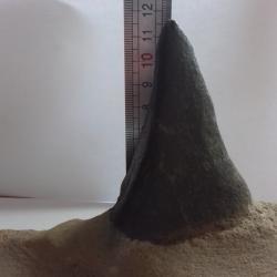 fossile  dent  dinosaure?