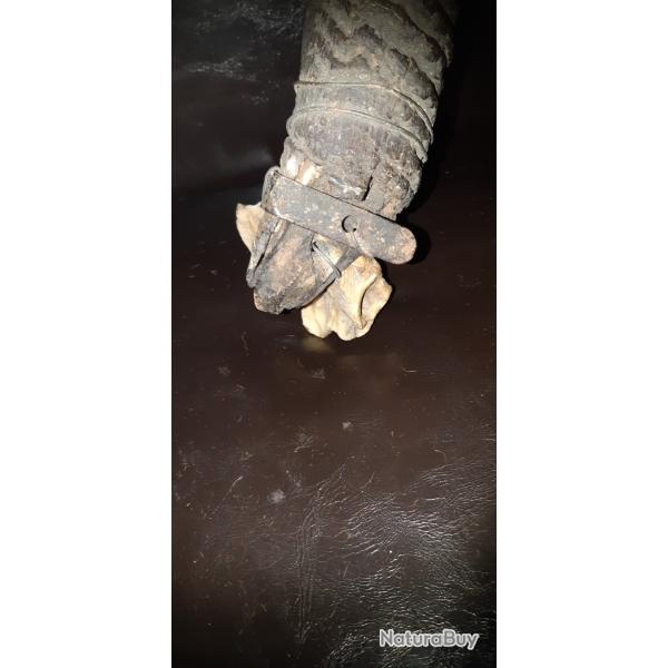 Troph�e  koba , hipotrague ancien d�but du si�cle.  104 centim�tres