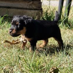 Jagdterrier lof