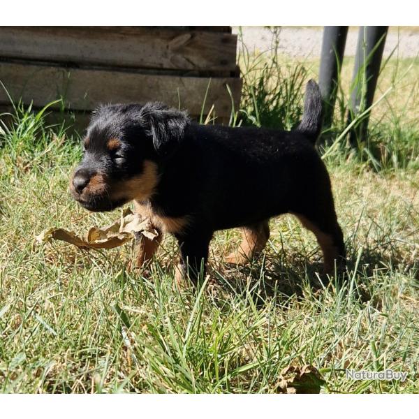 Jagdterrier lof