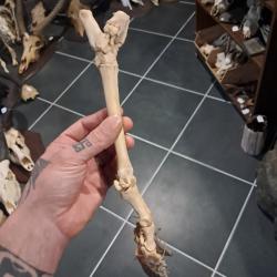 Montage ost&eacute;ologique d'une patte de mouton #2
