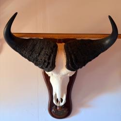 Troph&eacute;e authentique de Buffle Africain (RCA) sur &eacute;cusson bois - Grande taille 70 cm