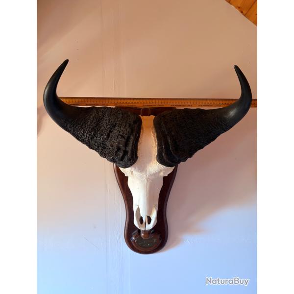 Troph�e authentique de Buffle Africain (RCA) sur �cusson bois - Grande taille 70 cm