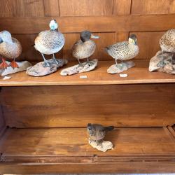 Lot de 6 canards argentins naturalis&eacute;s - Taxidermie de qualit&eacute; - Tr&egrave;s bel &eacute;tat