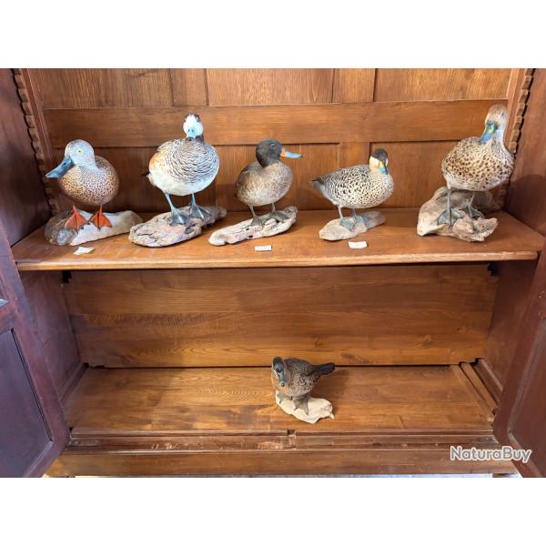 Lot de 6 canards argentins naturalis�s - Taxidermie de qualit� - Tr�s bel �tat