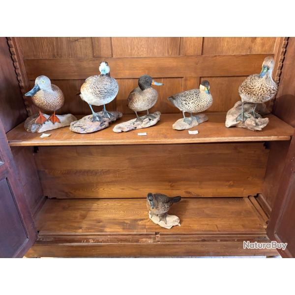 Lot de 6 canards argentins naturalis�s - Taxidermie de qualit� - Tr�s bel �tat