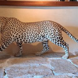L&eacute;opard naturalis&eacute; entier - Taxidermie africaine - CITES disponible