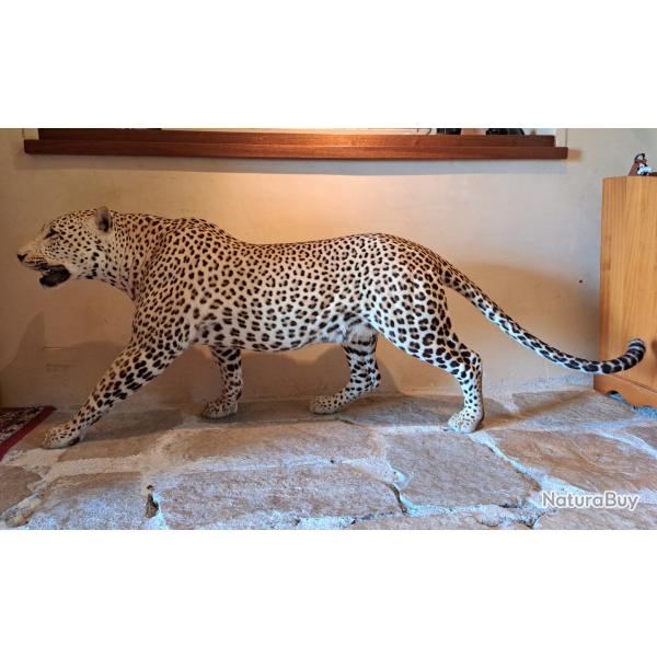 L�opard naturalis� entier - Taxidermie africaine - CITES disponible