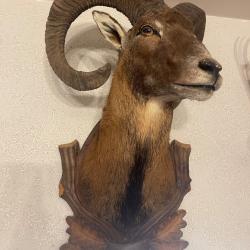Mouflon