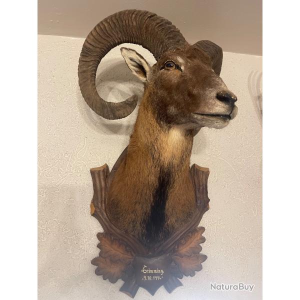 Mouflon