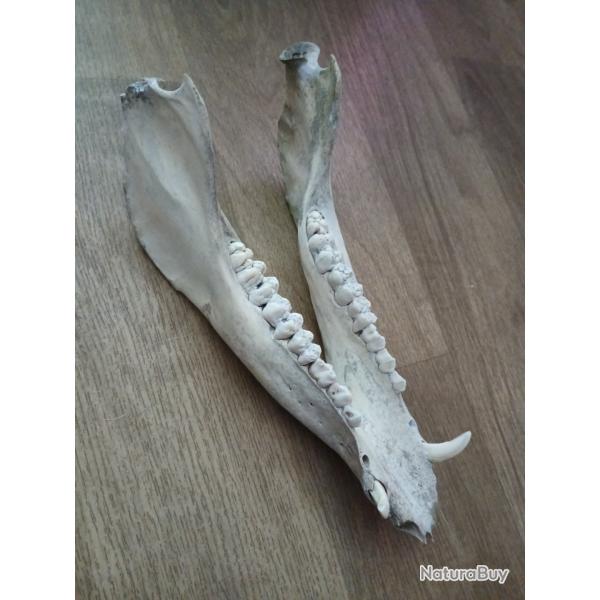 Troph�e sanglier m�choire