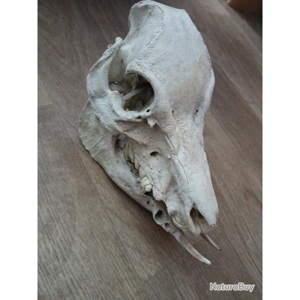 Cr�ne de sanglier