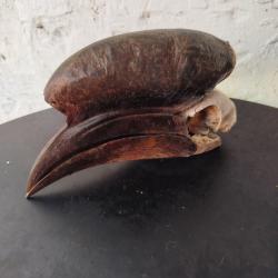 Cr&acirc;ne de Calao &agrave; casque noir