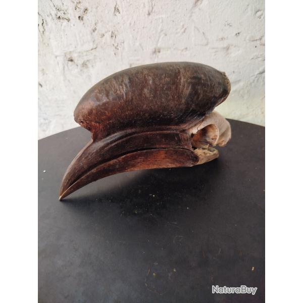 Cr�ne de Calao � casque noir
