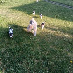 Chiots fox terrier tricolores &agrave; poils durs