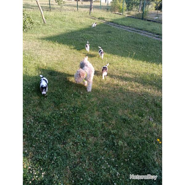 Chiots fox terrier tricolores � poils durs
