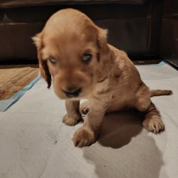 Chiot cocker spaniel