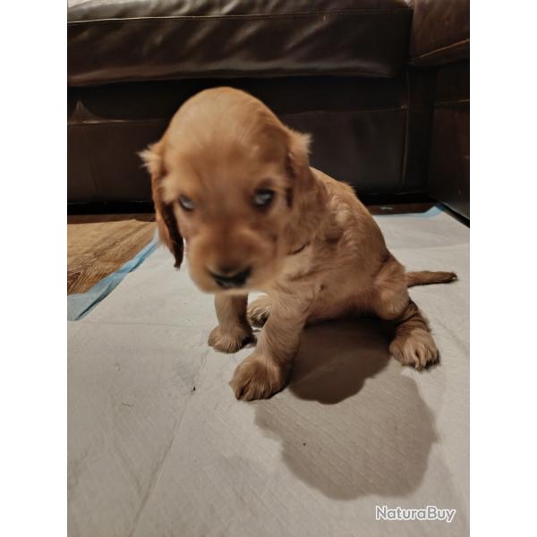 Chiot cocker spaniel