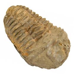 Fossile trilobite calymene 7 &agrave; 8 cm