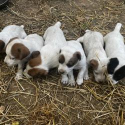 Chiots Parson russell &agrave; r&eacute;server.