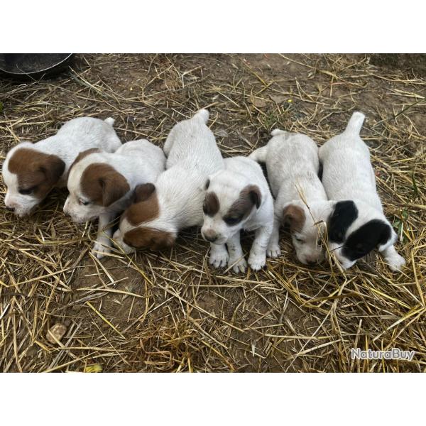 Chiots Parson russell � r�server.