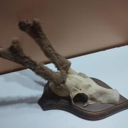 TROPHEE DE CHEVREUIL BROCARD SOUS VELOURS TAXIDERMIE CHASSE