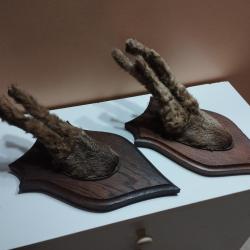 2 TROPHEES DE CHEVREUILS BROCARDS SOUS VELOURS TAXIDERMIE CHASSE
