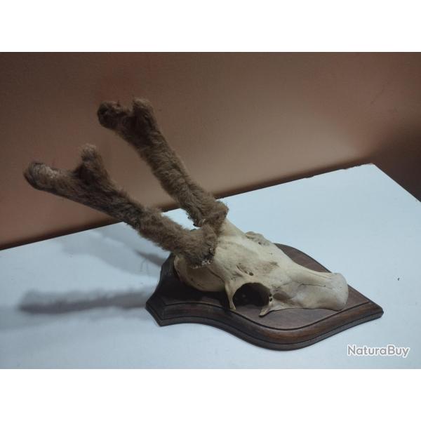 TROPHEE DE CHEVREUIL BROCARD SOUS VELOURS TAXIDERMIE CHASSE