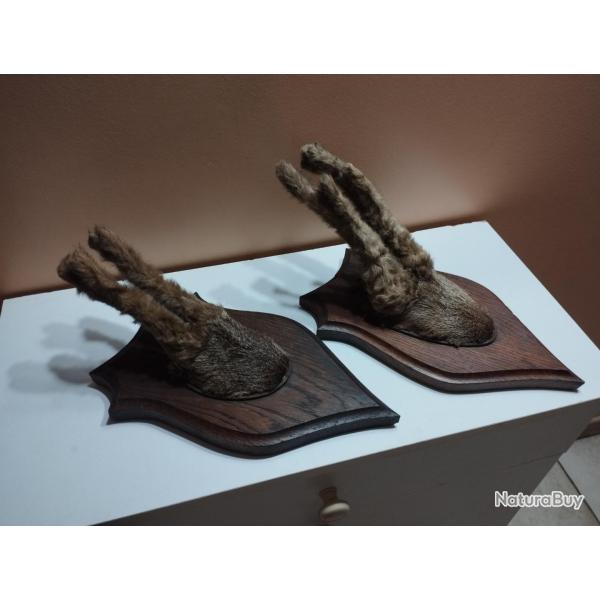 2 TROPHEES DE CHEVREUILS BROCARDS SOUS VELOURS TAXIDERMIE CHASSE