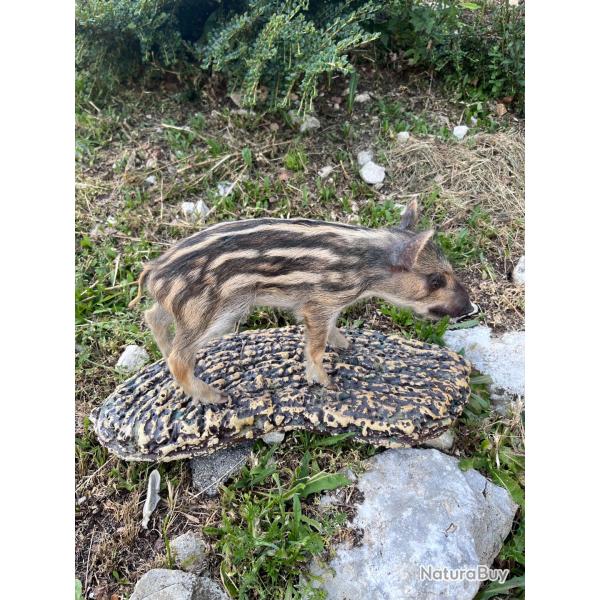 Marcassin taxidermie