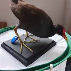 poule d'eau 1